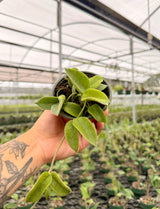 4” Hoya thomsonii (white flower)