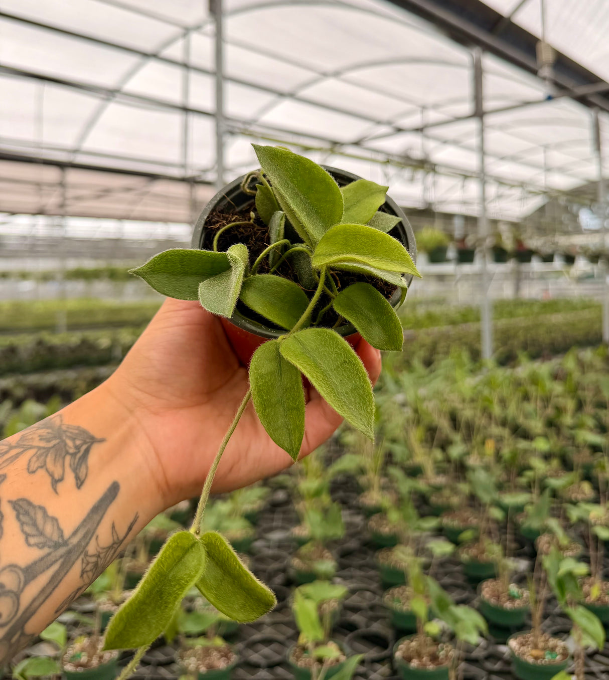 4” Hoya thomsonii (white flower)