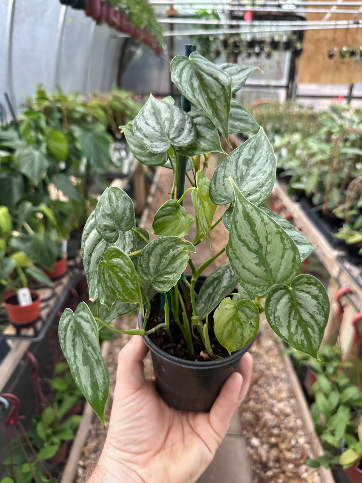 4" Philodendron brandtianum