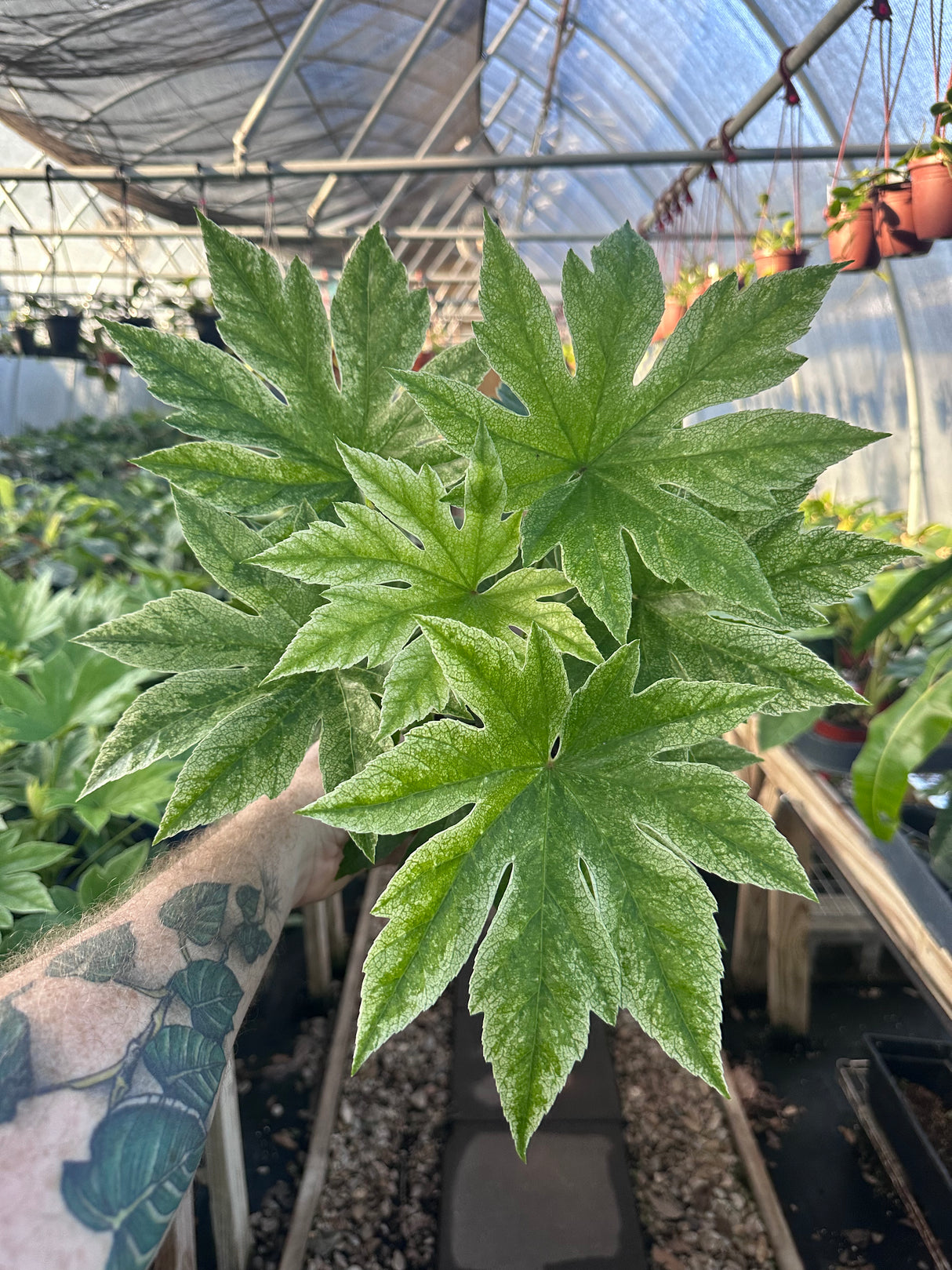 6" Fatsia japonica ‘Spider’s Web’