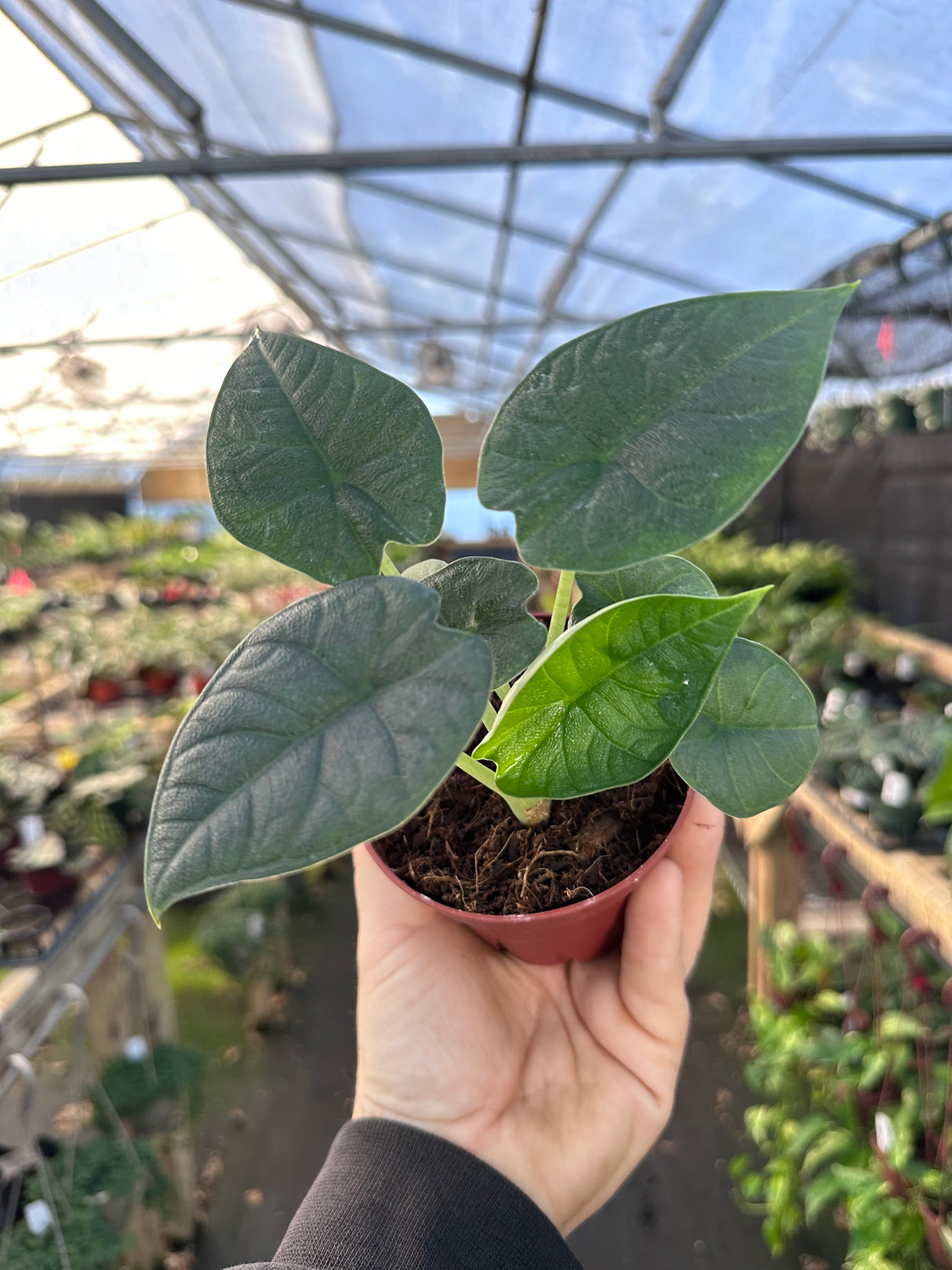 4" Alocasia melo