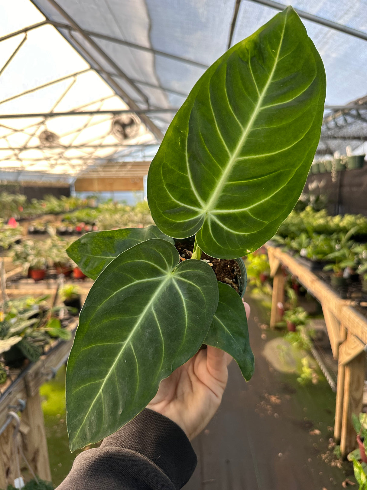 4” Anthurium villenaorum