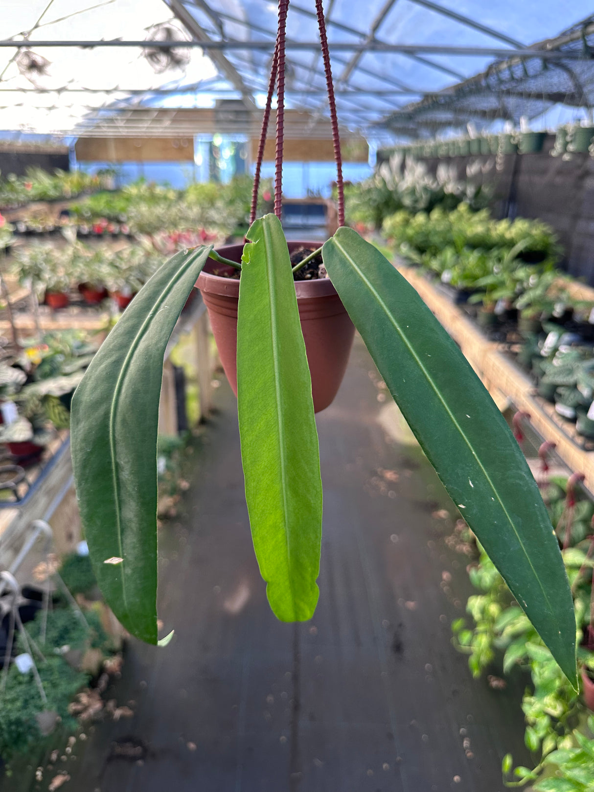 4" Anthurium pallidiflorum hanging basket