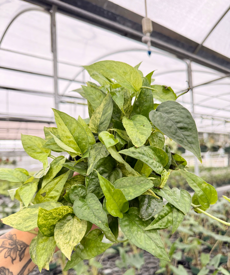 6” Epipremnum pinnatum 'Mint'