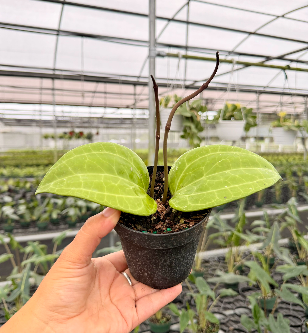 4" Hoya latifolia 'Sarawak'