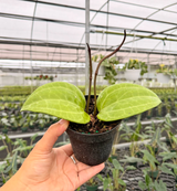 4" Hoya latifolia 'Sarawak'