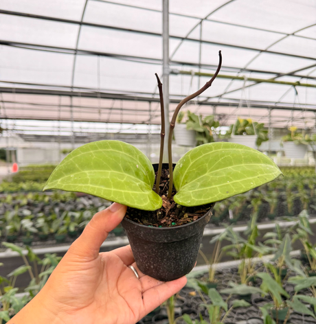 4" Hoya latifolia 'Sarawak'
