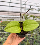 4" Hoya latifolia 'Sarawak'