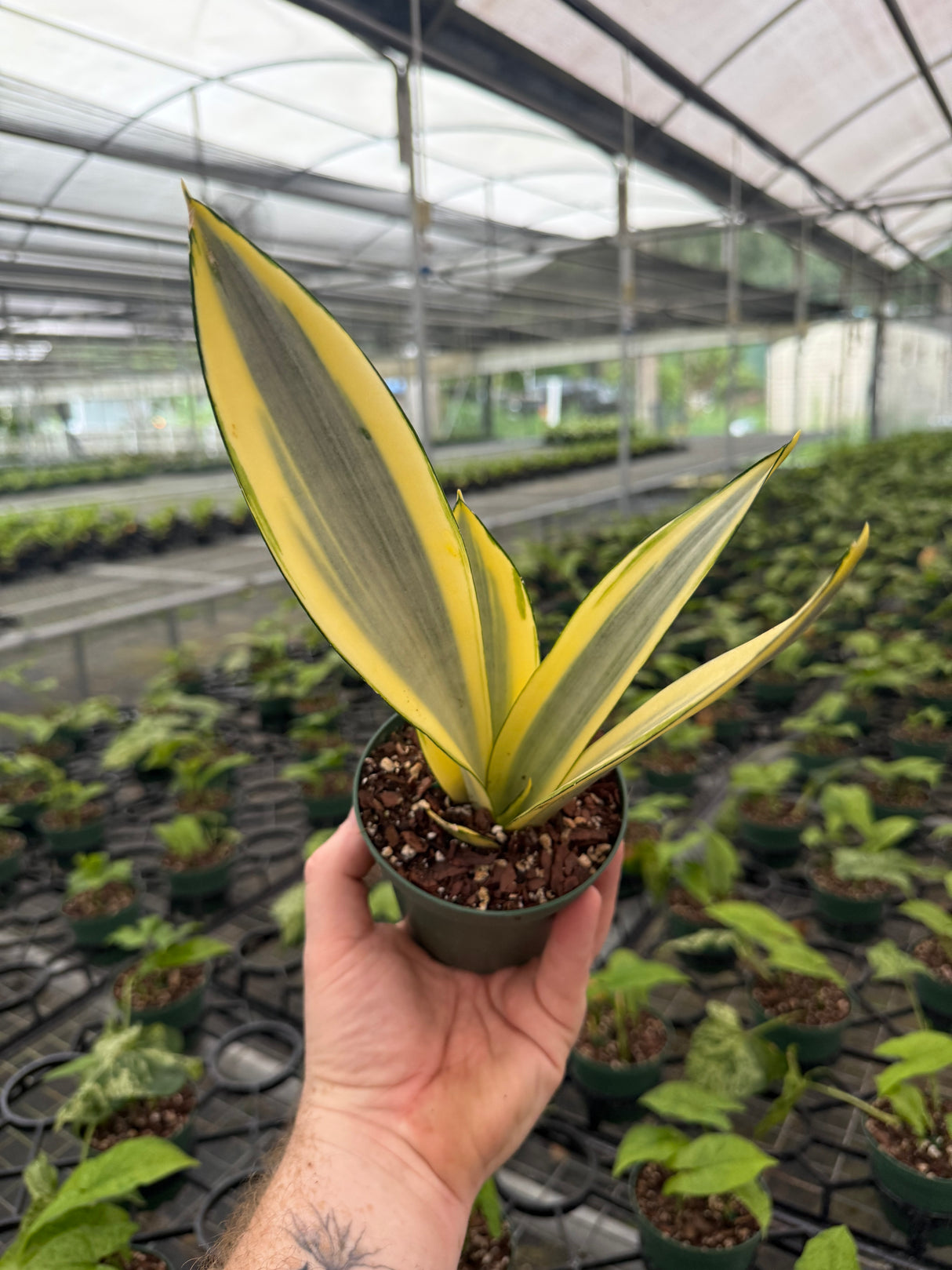 4" Sansevieria ‘Ghost’