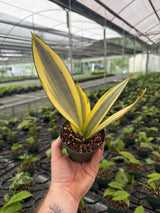 4" Sansevieria ‘Ghost’