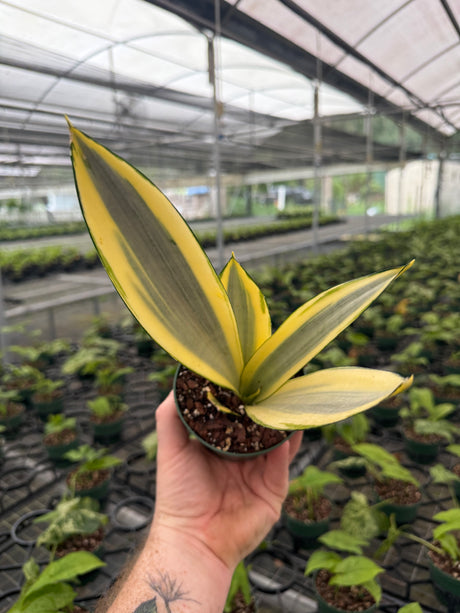 4" Sansevieria ‘Ghost’