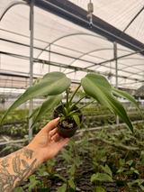 4” Monstera 'Burle Marx Flame'