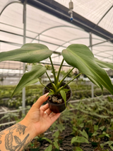 4” Monstera 'Burle Marx Flame'