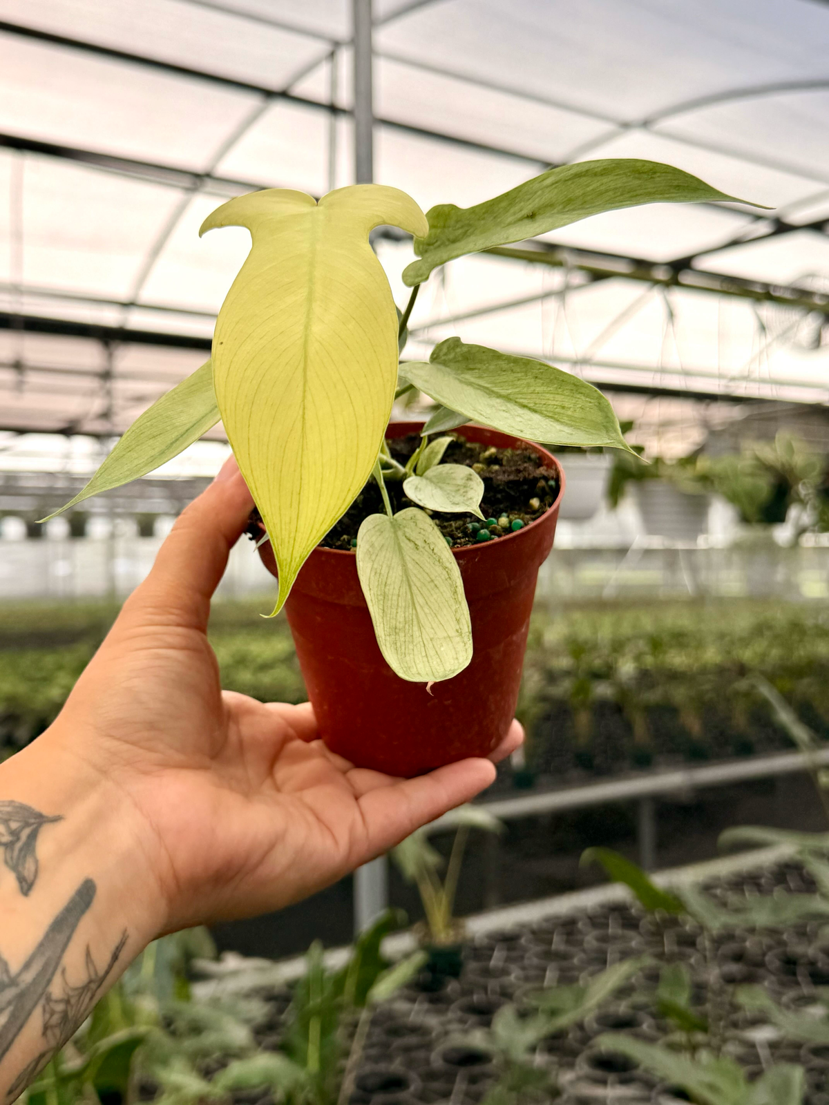 4” Philodendron ‘Florida Ghost’
