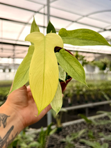 4” Philodendron ‘Florida Ghost’