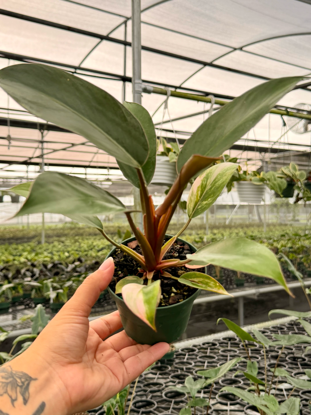 4" Philodendron ‘Red Congo’
