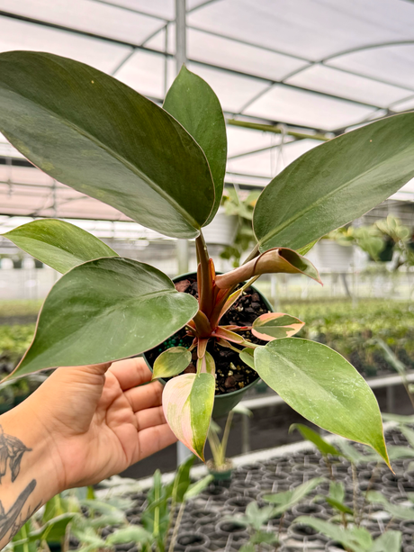 4" Philodendron ‘Red Congo’