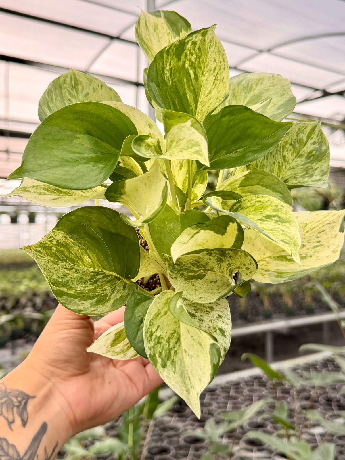 4" Pothos ‘Manjula’