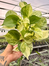 4" Pothos ‘Manjula’
