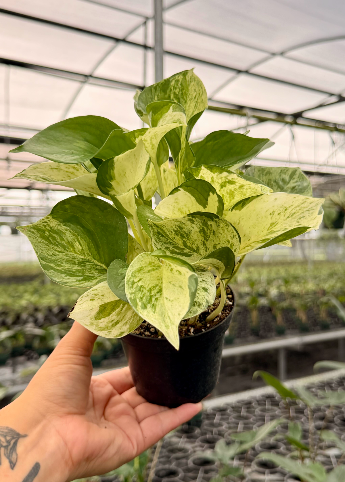 4" Pothos ‘Manjula’
