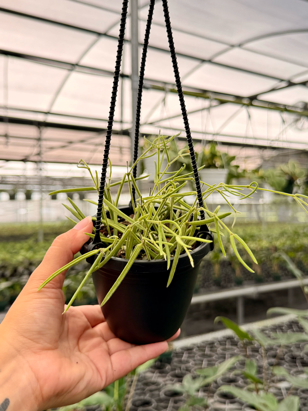 4” Hoya linearis hanging basket