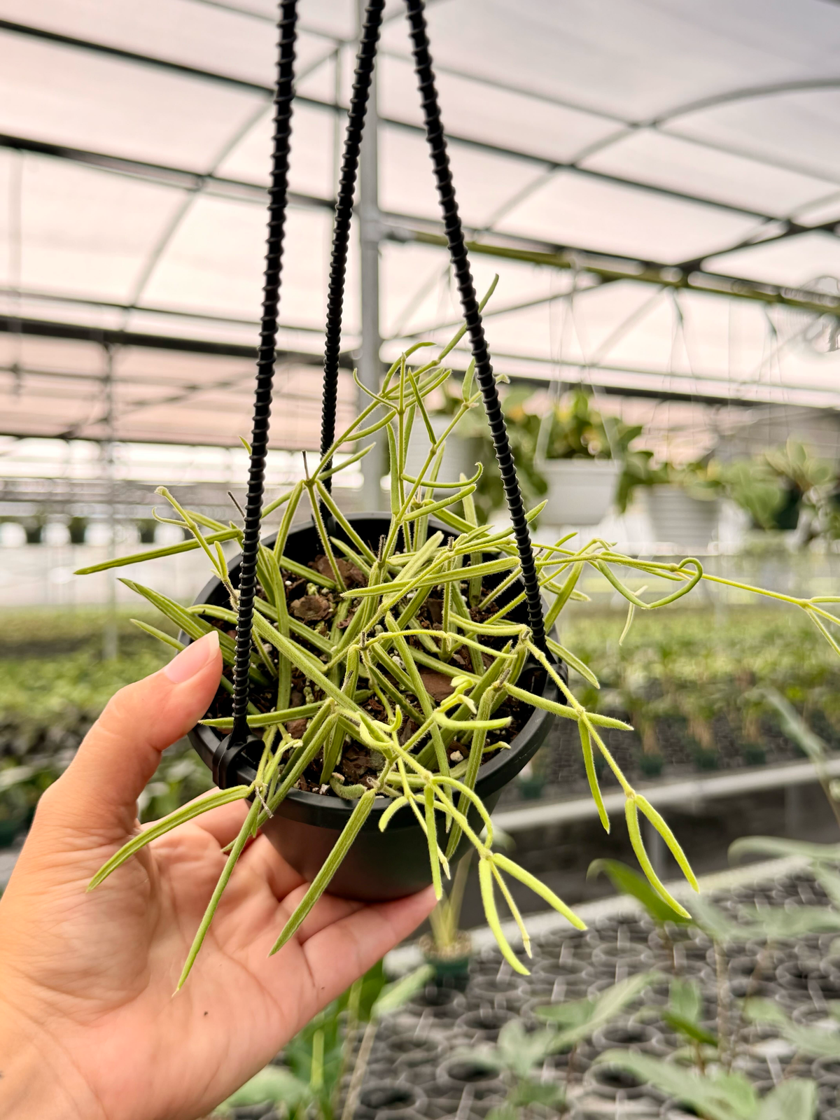 4” Hoya linearis hanging basket