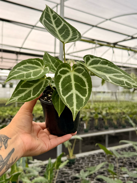 4” Anthurium ‘Silver Blush’