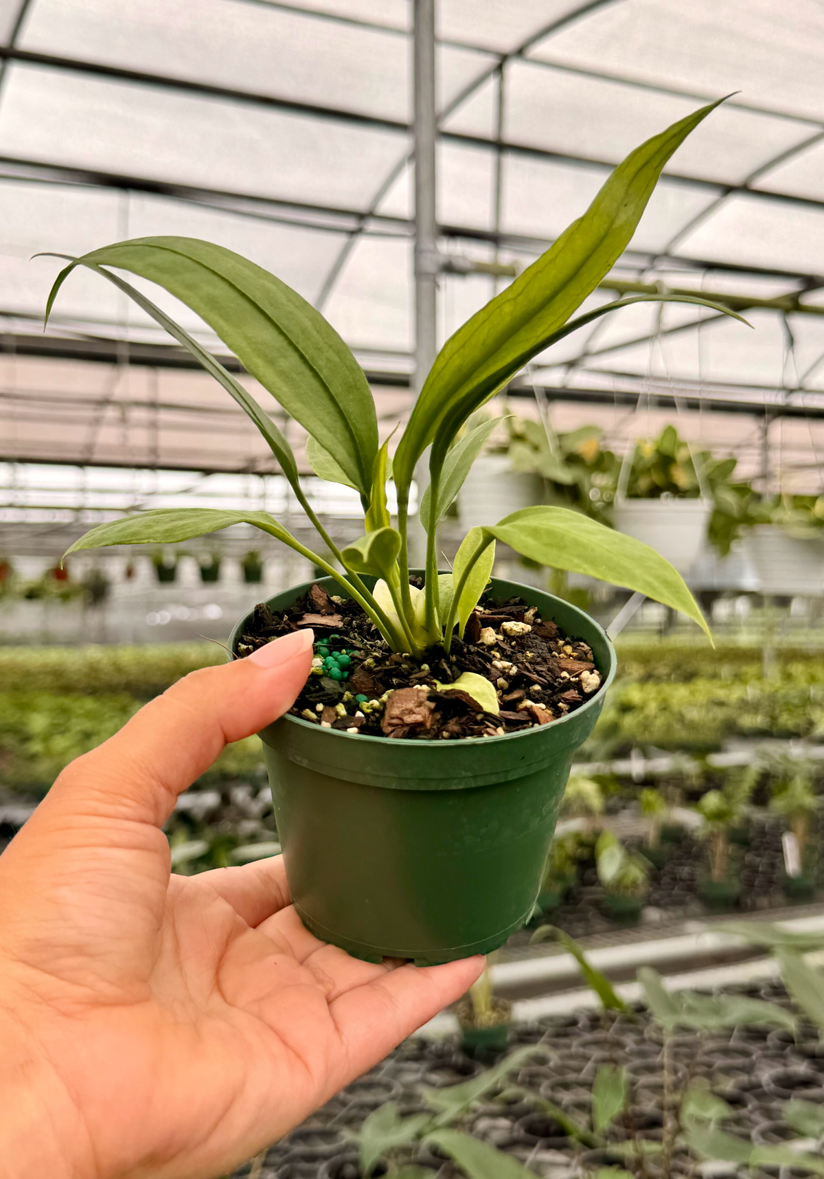 4" Anthurium vittarifolium