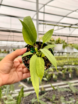 4" Anthurium vittarifolium