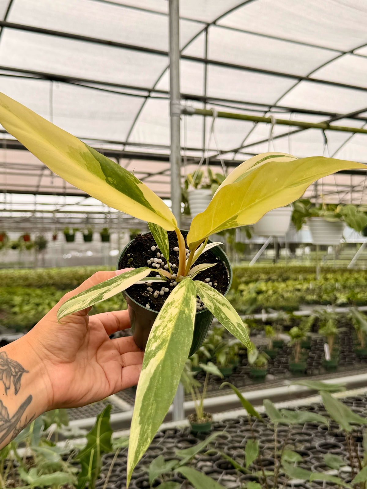 4” Philodendron ‘Caramel Marble’