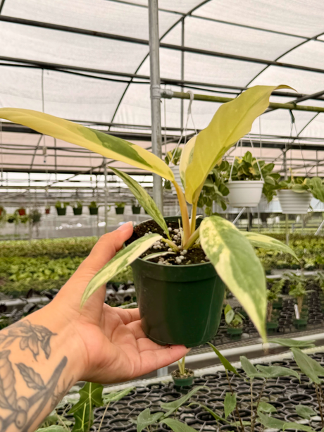 4” Philodendron ‘Caramel Marble’