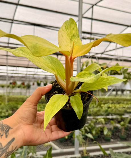 4” Philodendron ‘Orange Marmalade’
