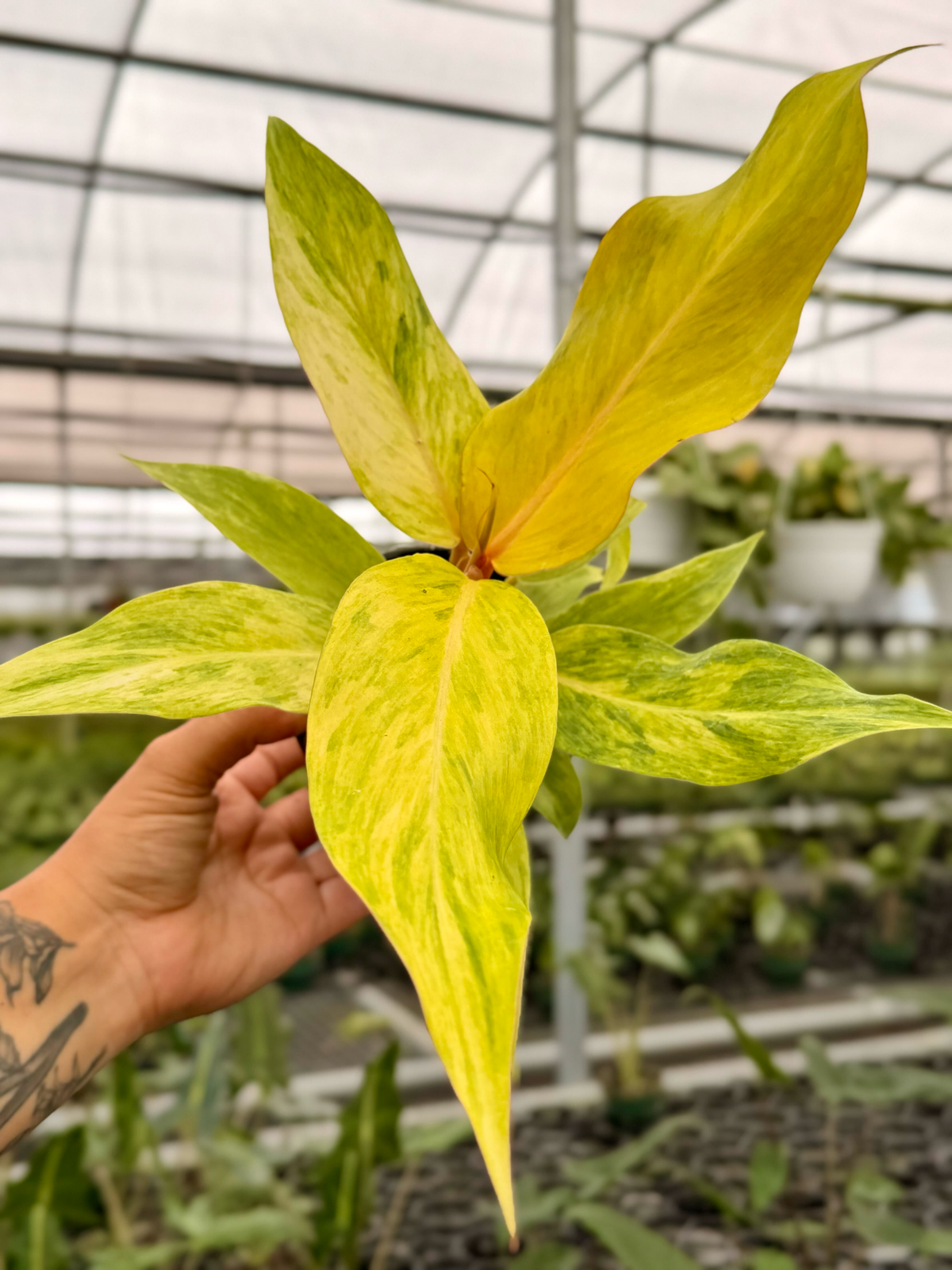 4” Philodendron ‘Orange Marmalade’