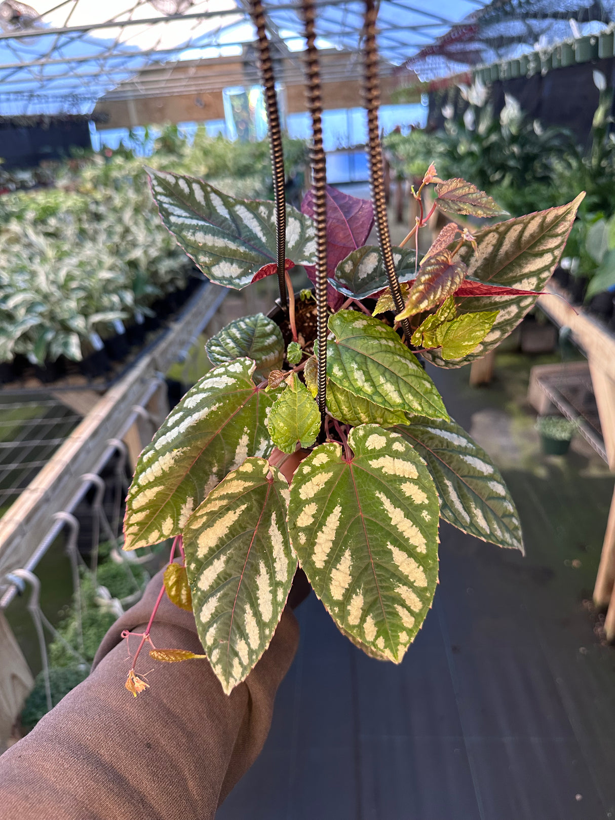 4" Cissus discolor hanging basket