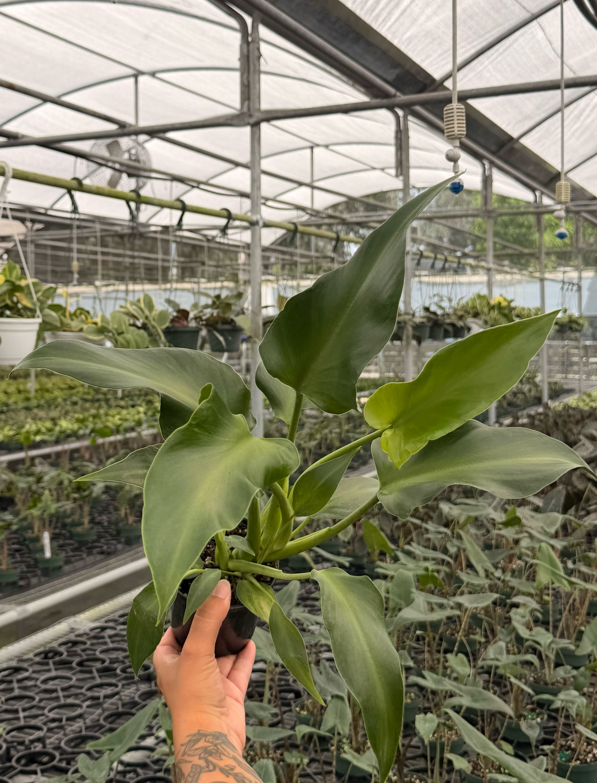 4" Philodendron rugosum