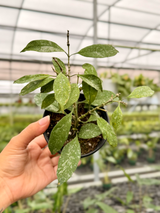 4” Hoya multiflora 'Splash'