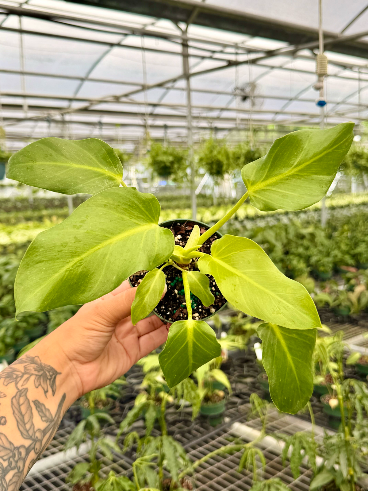 4" Philodendron giganteum