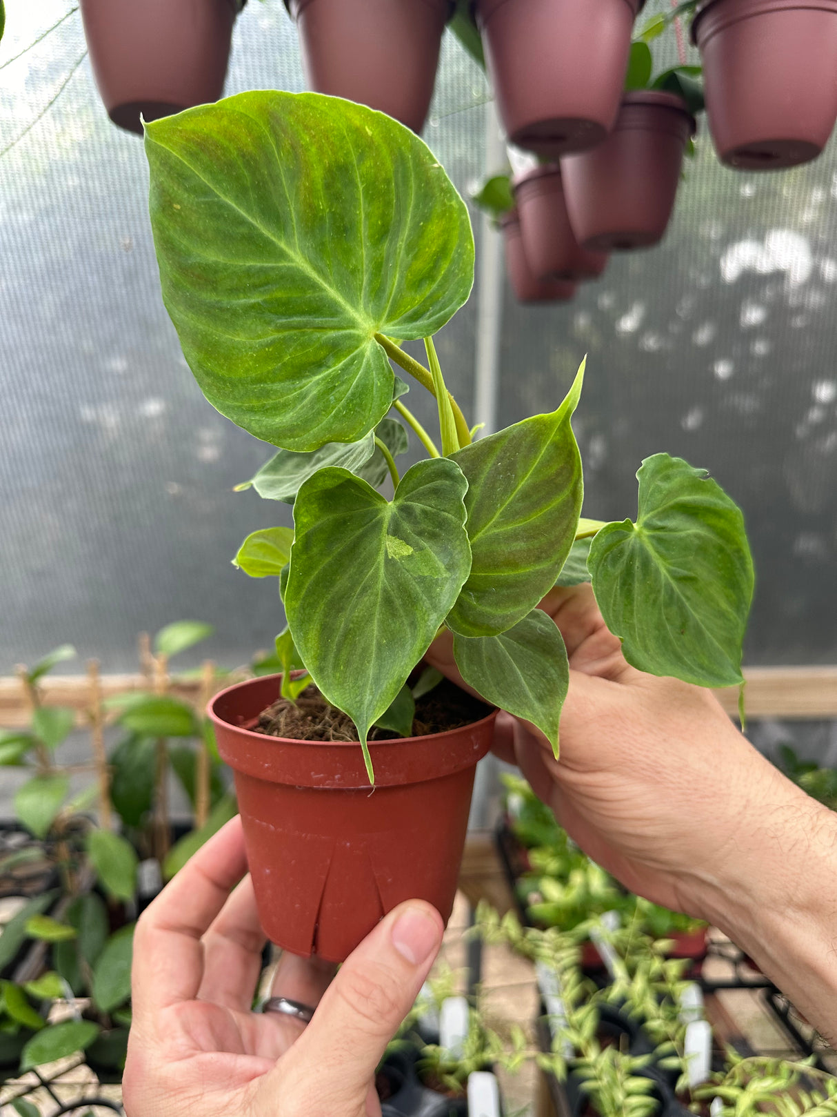 4” Philodendron verrucosum