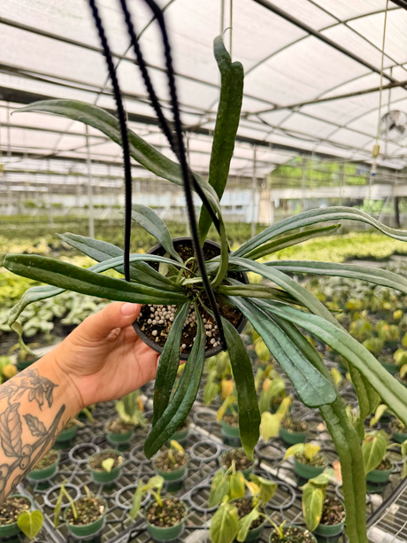 4" Microsorum thailandicum ‘Blue Oil Fern’ hanging basket