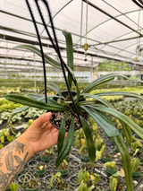 4" Microsorum thailandicum ‘Blue Oil Fern’ hanging basket