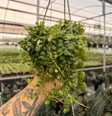 4.5” Peperomia prostrata 'String of Turtles' hanging basket
