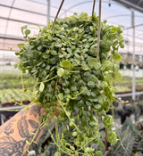 4.5” Peperomia prostrata 'String of Turtles' hanging basket