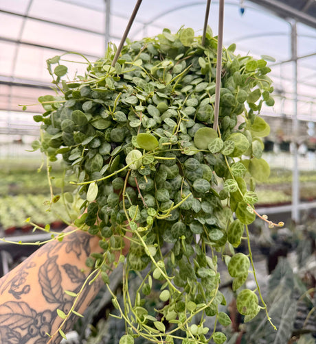 4.5” Peperomia prostrata 'String of Turtles' hanging basket