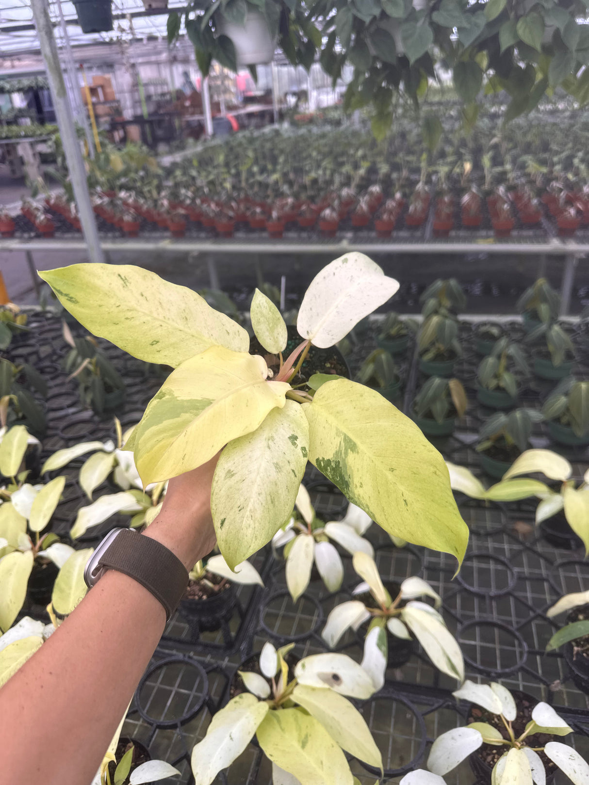 4" Philodendron ‘Snowdrift’