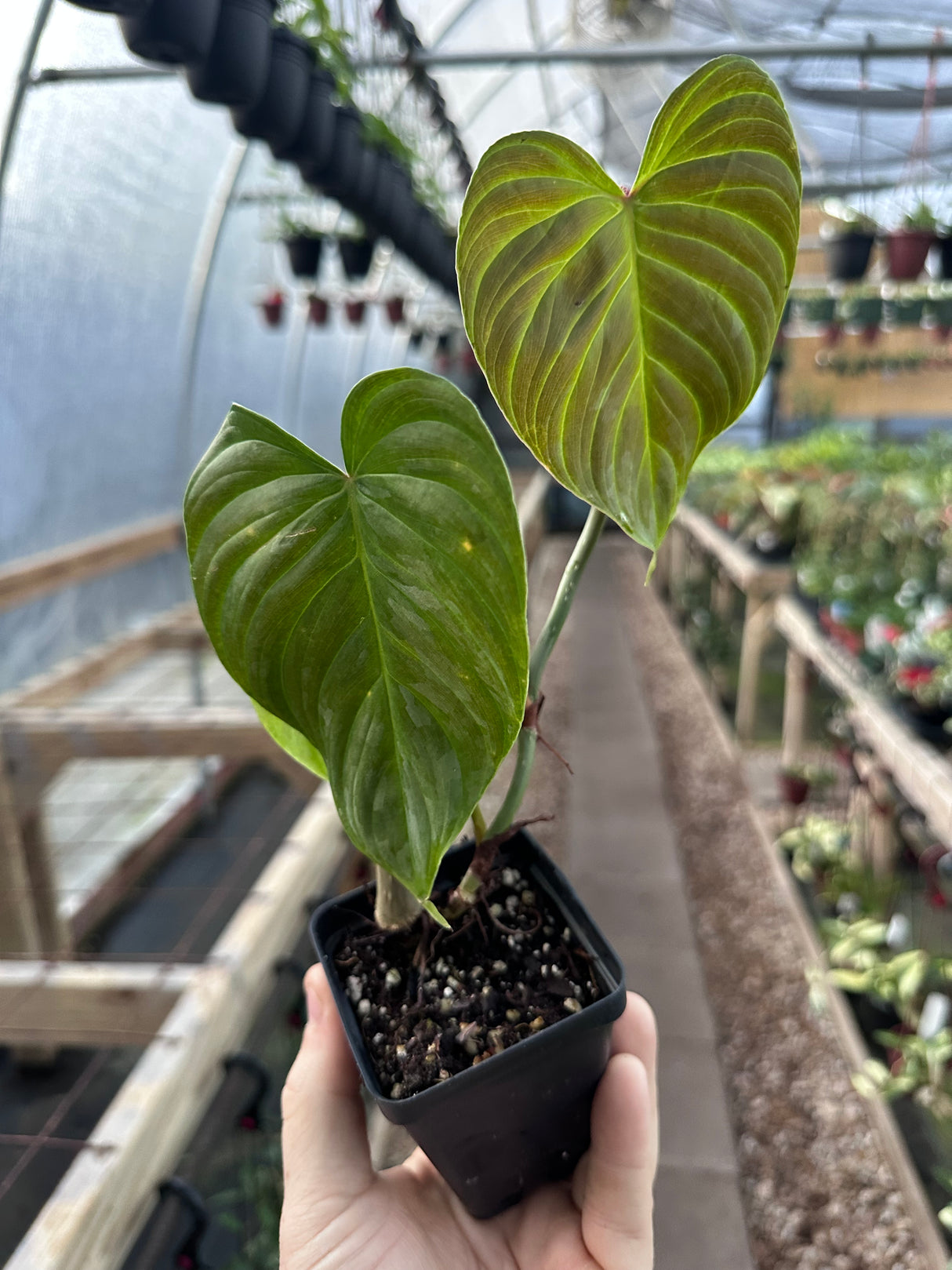 2.5" Philodendron Majestic