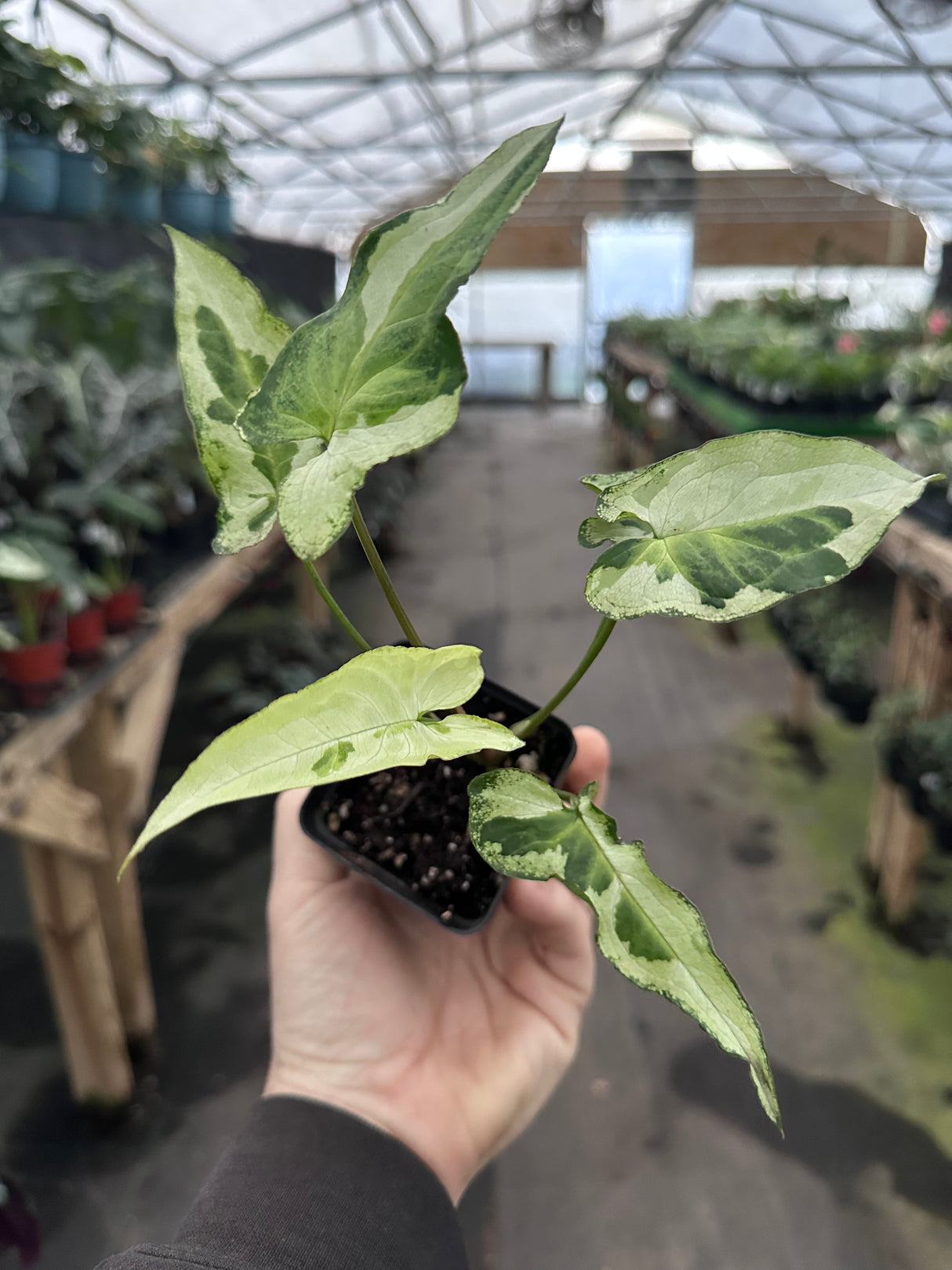 2.5” Syngonium Three Kings