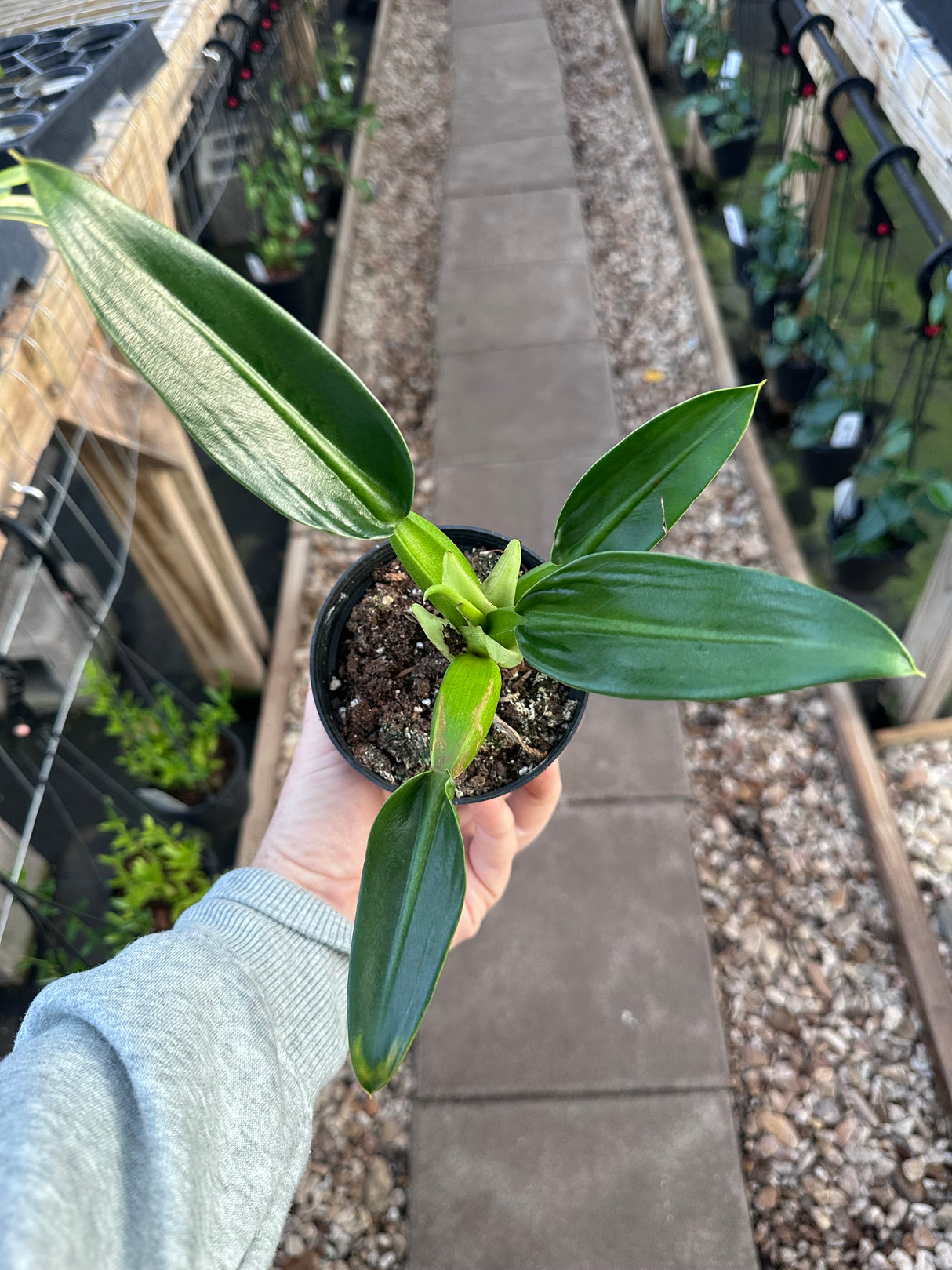 4" Philodendron Fat Boy (martianum)