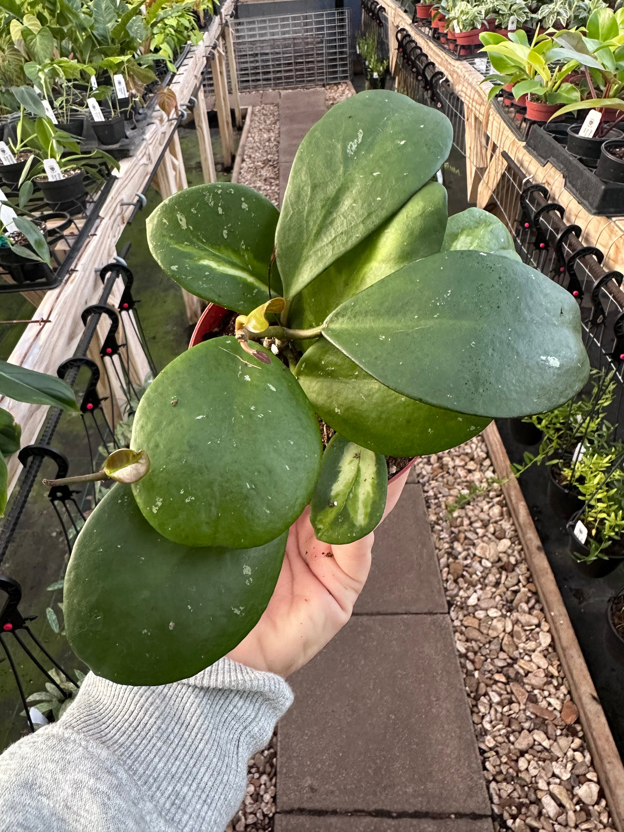 4" Hoya obovata