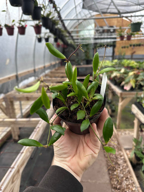 4" Hoya loheri - Canopy Plant Co.
