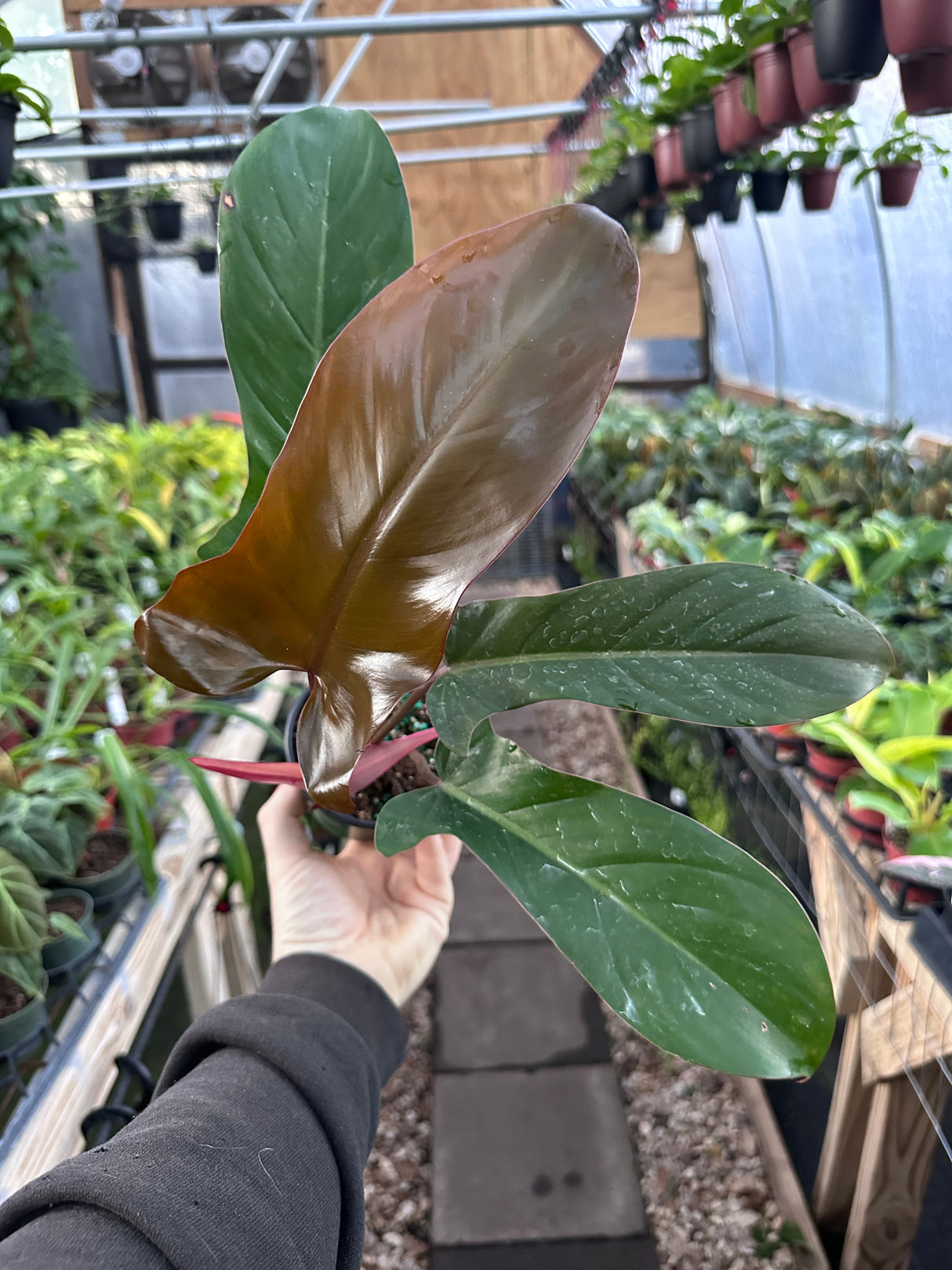 4” Philodendron Florida Bronze